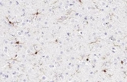 Invitrogen IBA1 Recombinant Rabbit Monoclonal Antibody (HL1880) 100 &mu;L;