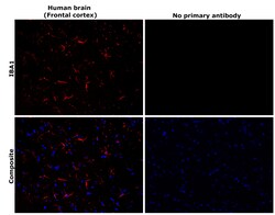 Invitrogen IBA1 Recombinant Rabbit Monoclonal Antibody (HL1880) 100 &mu;L;