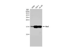 Invitrogen IBA1 Recombinant Rabbit Monoclonal Antibody (HL1880) 100 &mu;L;