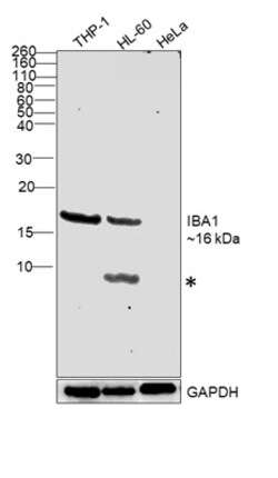 Invitrogen IBA1 Recombinant Rabbit Monoclonal Antibody (HL1880) 100 &mu;L;