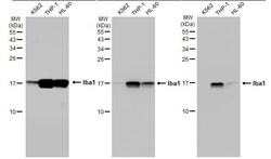 Invitrogen IBA1 Recombinant Rabbit Monoclonal Antibody (HL1880) 100 &mu;L;