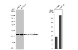 Invitrogen MAP2K4 Recombinant Rabbit Monoclonal Antibody (HL1888) 100 &mu;L;