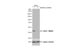 Invitrogen MAP2K4 Recombinant Rabbit Monoclonal Antibody (HL1888) 100 &mu;L;