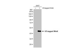 Invitrogen WNT4 Recombinant Rabbit Monoclonal Antibody (HL1889) 100 &mu;L;