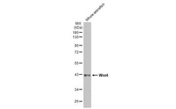 Invitrogen WNT4 Recombinant Rabbit Monoclonal Antibody (HL1889) 100 &mu;L;