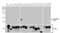 Invitrogen WNT4 Recombinant Rabbit Monoclonal Antibody (HL1889) 100 &mu;L;