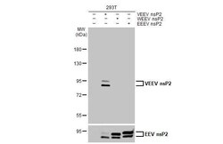 Invitrogen Venezuelan Equine Encephalitis Virus NSP2 Recombinant Rabbit Monoclonal Antibody (HL1919) 100 &mu;L | Buy Online | Invitrogen&trade; | Fisher Scientific