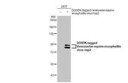 Invitrogen Venezuelan Equine Encephalitis Virus NSP2 Recombinant Rabbit Monoclonal Antibody (HL1919) 100 &mu;L | Buy Online | Invitrogen&trade; | Fisher Scientific