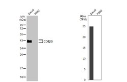 FCGR2B Recombinant Rabbit Monoclonal Antibody (HL1950), Invitrogen 100