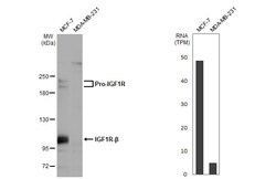 Invitrogen IGF1R (CD221) Recombinant Rabbit Monoclonal Antibody (HL1957)