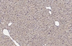 Invitrogen GPD1 Recombinant Rabbit Monoclonal Antibody (HL1959) 100 &mu;L;