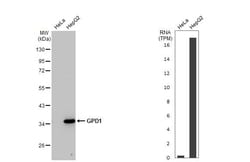 Invitrogen GPD1 Recombinant Rabbit Monoclonal Antibody (HL1959) 100 &mu;L;