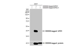 Invitrogen GPD1 Recombinant Rabbit Monoclonal Antibody (HL1959) 100 &mu;L;