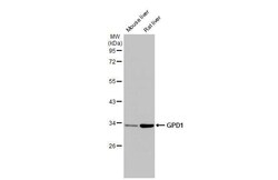 Invitrogen GPD1 Recombinant Rabbit Monoclonal Antibody (HL1959) 100 &mu;L;
