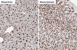 Invitrogen Histone H4 Recombinant Rabbit Monoclonal Antibody (HL1977) 100