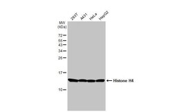 Invitrogen Histone H4 Recombinant Rabbit Monoclonal Antibody (HL1977) 100