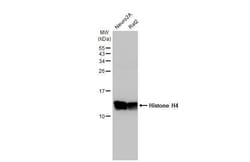 Invitrogen Histone H4 Recombinant Rabbit Monoclonal Antibody (HL1977) 100