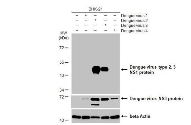 Dengue virus Type 2/3 NS1 Recombinant Rabbit Monoclonal Antibody ...