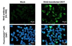Invitrogen WNT2 Recombinant Rabbit Monoclonal Antibody (HL1999) 100 &mu;L;
