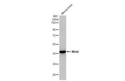 Invitrogen WNT2 Recombinant Rabbit Monoclonal Antibody (HL1999) 100 &mu;L;