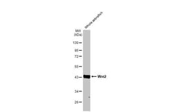 Invitrogen WNT2 Recombinant Rabbit Monoclonal Antibody (HL1999) 100 &mu;L;