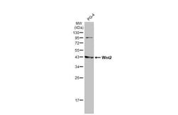 Invitrogen WNT2 Recombinant Rabbit Monoclonal Antibody (HL1999) 100 &mu;L;
