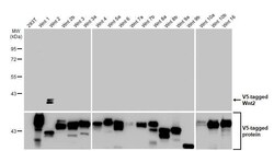 Invitrogen WNT2 Recombinant Rabbit Monoclonal Antibody (HL1999) 100 &mu;L;