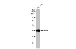 Invitrogen WNT2 Recombinant Rabbit Monoclonal Antibody (HL1999) 100 &mu;L;