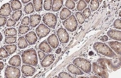 Invitrogen SIGIRR Recombinant Rabbit Monoclonal Antibody (HL2008) 100 &mu;L;