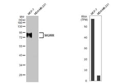 Invitrogen SIGIRR Recombinant Rabbit Monoclonal Antibody (HL2008) 100 &mu;L;