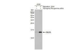 Invitrogen ISG15 Recombinant Rabbit Monoclonal Antibody (HL2016) 100 &mu;L | Buy Online | Invitrogen&trade; | Fisher Scientific