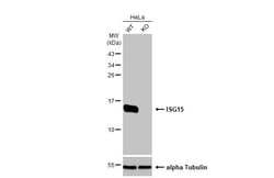 Invitrogen ISG15 Recombinant Rabbit Monoclonal Antibody (HL2016) 100 &mu;L | Buy Online | Invitrogen&trade; | Fisher Scientific