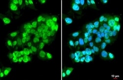 Invitrogen ISG15 Recombinant Rabbit Monoclonal Antibody (HL2017) 100 &mu;L | Buy Online | Invitrogen&trade; | Fisher Scientific