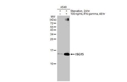 Invitrogen ISG15 Recombinant Rabbit Monoclonal Antibody (HL2017) 100 &mu;L | Buy Online | Invitrogen&trade; | Fisher Scientific