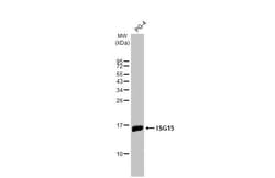 Invitrogen ISG15 Recombinant Rabbit Monoclonal Antibody (HL2017) 100 &mu;L | Buy Online | Invitrogen&trade; | Fisher Scientific