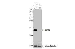 Invitrogen ISG15 Recombinant Rabbit Monoclonal Antibody (HL2017) 100 &mu;L | Buy Online | Invitrogen&trade; | Fisher Scientific