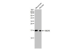 Invitrogen ISG15 Recombinant Rabbit Monoclonal Antibody (HL2017) 100 &mu;L | Buy Online | Invitrogen&trade; | Fisher Scientific