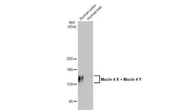 Invitrogen Mucin 4X/Mucin 4Y Recombinant Rabbit Monoclonal Antibody (HL2026)