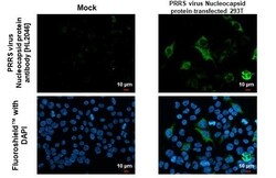 Invitrogen PRRS Virus Nucleocapsid Protein Recombinant Rabbit Monoclonal