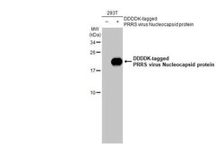 Invitrogen PRRS Virus Nucleocapsid Protein Recombinant Rabbit Monoclonal