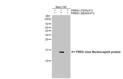 Invitrogen PRRS Virus Nucleocapsid Protein Recombinant Rabbit Monoclonal