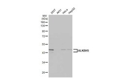 Invitrogen ALKBH5 Recombinant Rabbit Monoclonal Antibody (HL2061) 100 &mu;L;