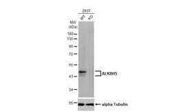 Invitrogen ALKBH5 Recombinant Rabbit Monoclonal Antibody (HL2061) 100 &mu;L;