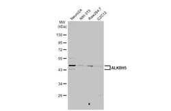 Invitrogen ALKBH5 Recombinant Rabbit Monoclonal Antibody (HL2061) 100 &mu;L;