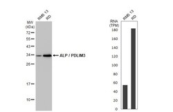 Invitrogen PDLIM3 Recombinant Rabbit Monoclonal Antibody (HL2075) 100 &mu;L;