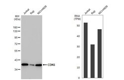 Invitrogen CDK6 Recombinant Rabbit Monoclonal Antibody (HL2078) 100 &mu;L;