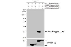 Invitrogen CDK6 Recombinant Rabbit Monoclonal Antibody (HL2078) 100 &mu;L;