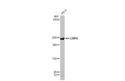 Invitrogen LRP4 Recombinant Rabbit Monoclonal Antibody (HL2080) 100 &mu;L;