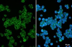 Invitrogen SHP-1 Recombinant Rabbit Monoclonal Antibody (HL20845) 100 &mu;L;