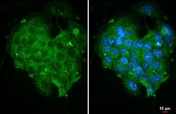 Invitrogen SHP-1 Recombinant Rabbit Monoclonal Antibody (HL20845) 100 &mu;L;